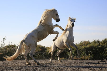 photo of two white horse galloped during daytime thumbnail