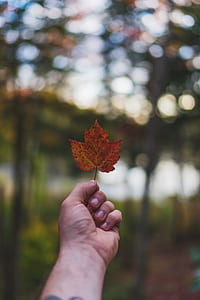 person holding maple leaf thumbnail