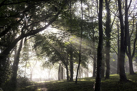 photo of crepuscular rays through green leafed trees thumbnail