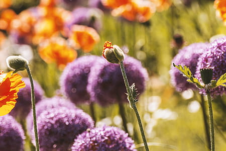 Spring begins. Beutiful flowers on the meadow thumbnail