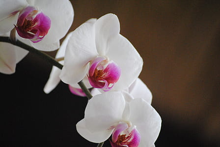 white and pink flower thumbnail