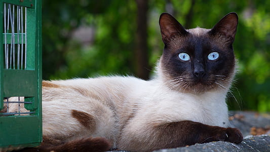 close-up photo of Siamese cat lying on concrete pavement thumbnail