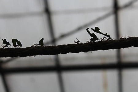 colony of fire ants grayscale photography thumbnail