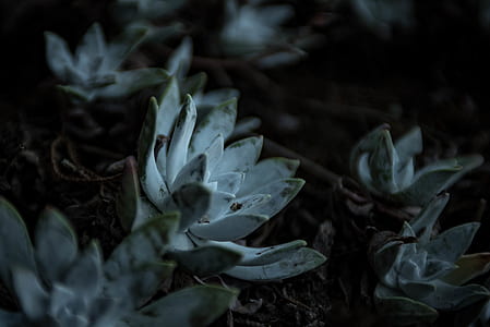 green succulent plants thumbnail