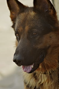 adult black and tan German shepherd thumbnail