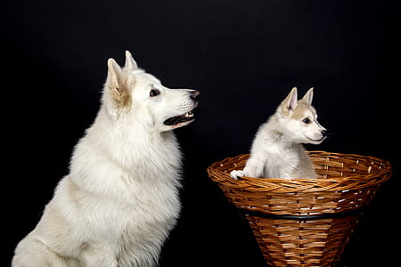 adult white Indian spitz in front of cone basket with Siberian husky puppy inside thumbnail