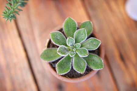 selective-focus photography of potted green succulent plant thumbnail