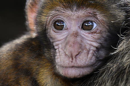 shallow photography of monkey thumbnail