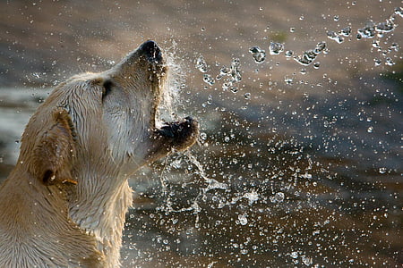 adult yellow Labrador retriever thumbnail
