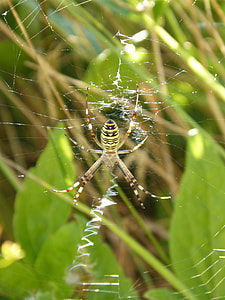 Spider Tiger, Wasp Spider thumbnail
