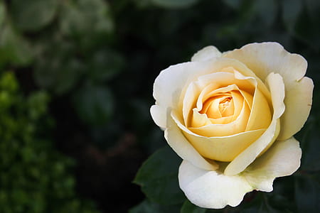 shallow focus photography of yellow flower thumbnail