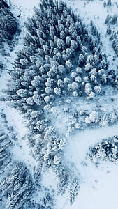 aerial view of Pine Trees covered with snow thumbnail