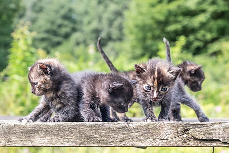 four tortoiseshell kittens thumbnail