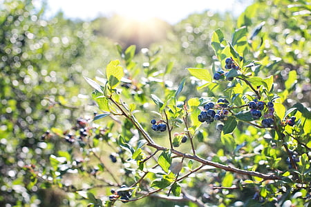 macro photography of blueberries thumbnail