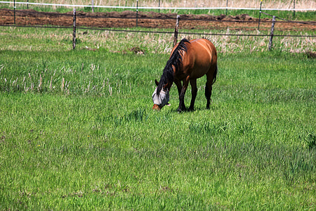 Brown horse with face mask on the Military Ridge State Trail thumbnail