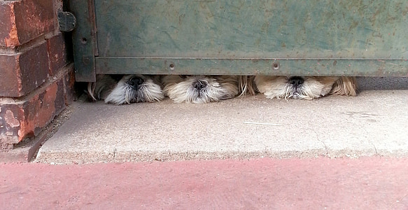 three dog hiding from green gate thumbnail