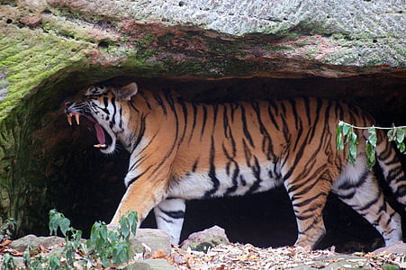 photo of tiger in cave thumbnail