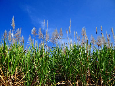 low angle photography of wheat field thumbnail