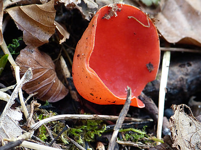 Vermilion Kelchbecherling, Mushroom thumbnail