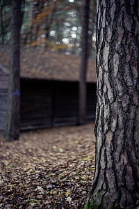 brown house beside trees during daytime thumbnail
