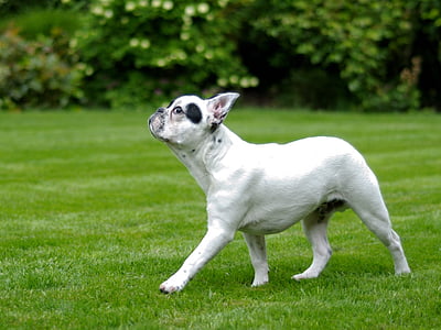 short-coated white dog on green grass field thumbnail