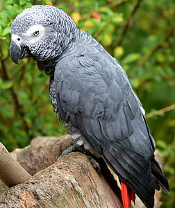 gray parrot thumbnail