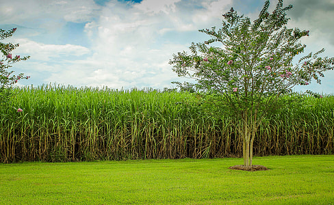 green tree on grass field thumbnail