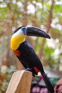 black tucan bird thumbnail