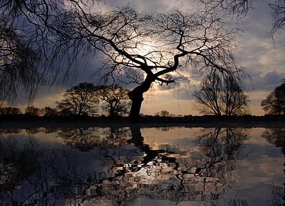 leafless tree silhouette thumbnail