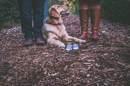 adult golden retriever lying in between the two person thumbnail