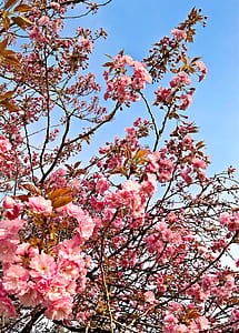 closeup photo of pink petaled flower thumbnail