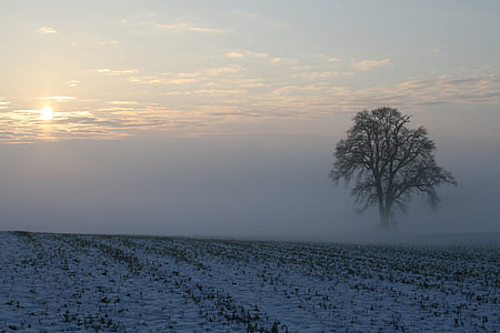 tree surrounded by fog under blue sky thumbnail