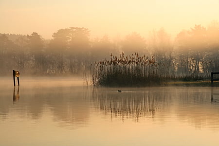 body of water near plants during golden hour thumbnail