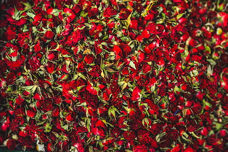red rose lot thumbnail