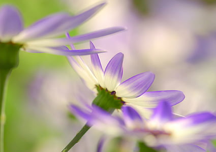 selective focus photography of flower in bloom thumbnail