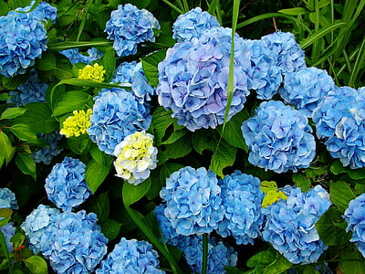 blue hydrangeas flowers in bloom thumbnail