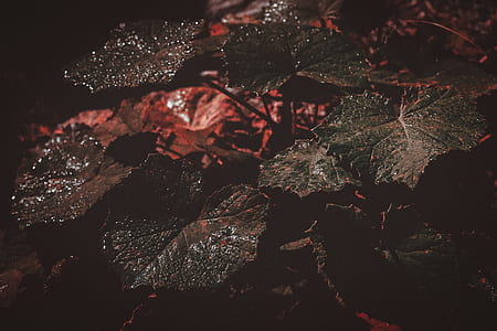 close shot of green leaves thumbnail