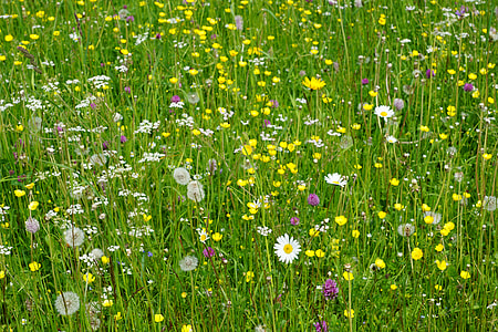 bed of daisy flowers thumbnail