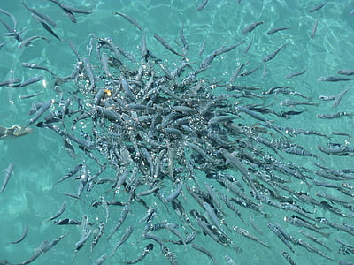 gray school of fish on body of water during day time thumbnail