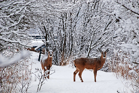 two does walking on snow covered ground surrounded by bare trees thumbnail