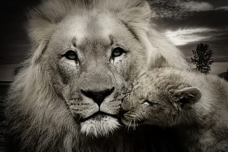 grayscale photo of lion and cub thumbnail