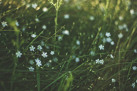 landscape, field, flowers, grass thumbnail