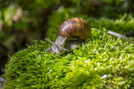 brown snail on green leafed plant thumbnail