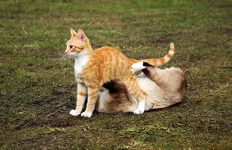 orange tabby cat thumbnail
