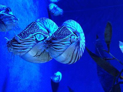 two sea creatures thumbnail