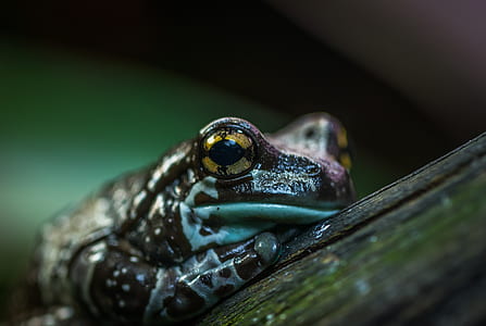 Selective Focus Photo of Brown and Green Frog thumbnail