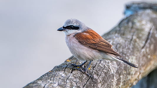 sparrow bird perched on tree branch thumbnail