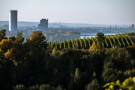 aerial view of green leafed tress thumbnail