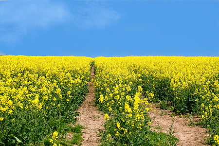 yellow rapeseed flower field under blue sky during daytime thumbnail