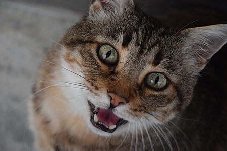 grey Tabby cat thumbnail